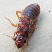 Wingless Cockroach, Blattodea, Kenya © Michael Plagens