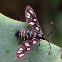 A wasp or clearwing moth from Olesossos, Kenya, Africa, photo © Michael Plagens