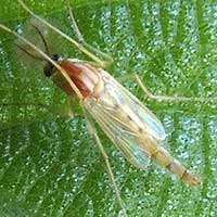 Chironomidae species © Michael Plagens