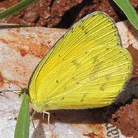 Small sulphur Butterfly, Pieridae, © Michael Plagens