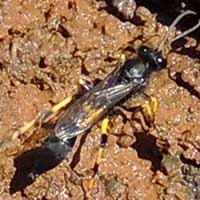 Sceliphron wasp gathering mud in Kenya, photo © Michael Plagens