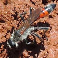 velvet ant, Mutilidae, © Michael Plagens