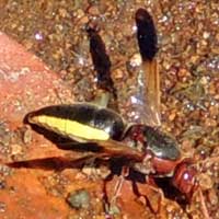 A paper wasp, Vespidae, © Michael Plagens