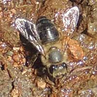 a bee taking moisture at a river crossing, photo © Michael Plagens