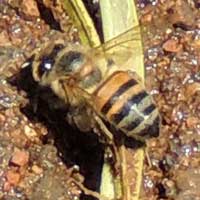a Honey Bee on wet soil © Michael Plagens
