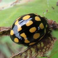 Coccinellidae with bright yellow spots from Kenya, photo © Michael Plagens