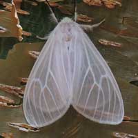 Lithosiini Lichen Moth from, Kenya, Africa, photo © Michael Plagens