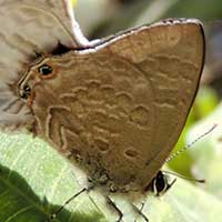 Butterfly, Anthene sp., © Michael Plagens