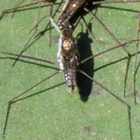 Water Strider, Gerridae, Kenya, Africa, photo © Michael Plagens