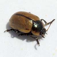 a leaf beetle, Mesoplatys sp., feeding on Sesbania, Chrysomelidae, © Michael Plagens