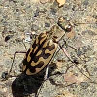 tiger beetle, Carabidae, Kenya, photo © Michael Plagens