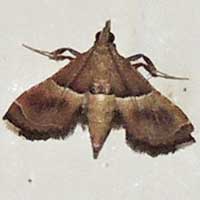 A Cramididae moth from Mombasa, Kenya, Africa, photo © Michael Plagens