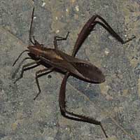 Leaf-footed Bug, Coreidae, Kenya, Africa, photo © Michael Plagens