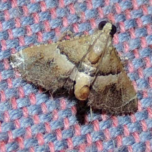 possibly pyralidae moth, Kenya, Africa, photo © Michael Plagens