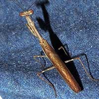 a slender, brown mantis, Baringo, Kenya, Africa, photo © Michael Plagens