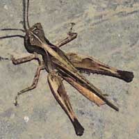 Disruptive Pattern Grasshopper, Acrididae, from Baringo, Kenya, Africa, photo © Michael Plagens