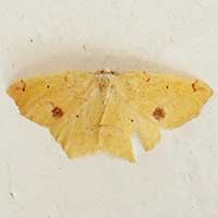 Yellow Geometridae moth © Michael Plagens