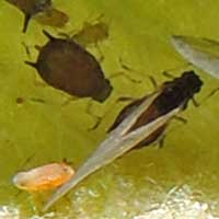 Aphids on Guava from Kenya, Africa, photo © Michael Plagens