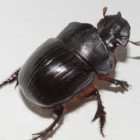 a bulldozer dung beetle, Copris, Scarabaeidae, Kenya, photo © Michael Plagens