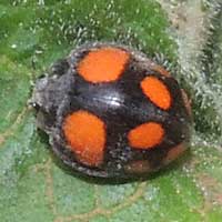 Coccinellidae with bright  spots from Kenya, photo © Michael Plagens