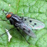possible Muscoid Fly, photo © Michael Plagens