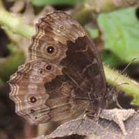 Notched Wood Brown, Bicyclus, © Michael Plagens