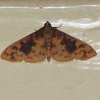 a brown and yellow pyralidae/crambidae  moth, Limacodidae, Kenya, Africa.