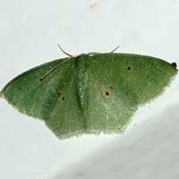Emerald Geometridae moth © Michael Plagens