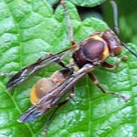 Paper wasp from Kakamega Forest, Kenya, photo © Michael Plagens