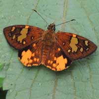 Celaenorrhinus galenus from Kenya, Africa, photo © Michael Plagens