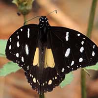 Chief Butterfly, Amauris echeria, © Michael Plagens