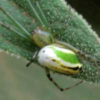 green and white Araneidae © Michael Plagens