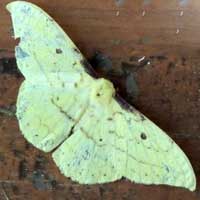 A silk moth, Tagoropsis, family Saturniidae from Kenya, Africa, photo © Michael Plagens