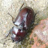 stag beetle female Lucanidae © Michael Plagens