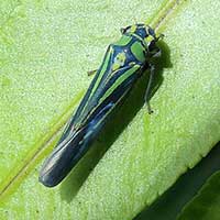 A green, yellow and blue Cicadelidae from Kakamega, Kenya, Africa, photo © Michael Plagens