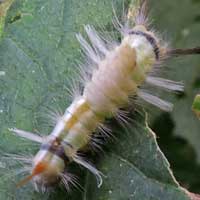 Arctiidae moth larva © Michael Plagens