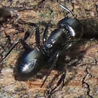 a carpenter ant, Camponotus sp., photo © Michael Plagens