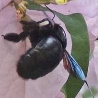 Xylocopa Carpenter Bee © Michael Plagens