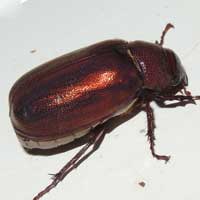 a golden brown, punctate scarabaeidae from Kakamega, Kenya © Michael Plagens