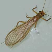 Plecoptera at light in Kakamega Forest, Kenya © Michael Plagens