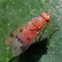 Tephritidae fruit fly at Kakamega photo © Michael Plagens