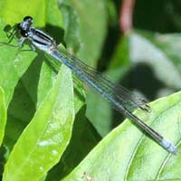 A blue Damselfly, Coenagrionidae, from Kakamega, Kenya © Michael Plagens