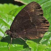 Tropical Wood Satyr, sp., © Michael Plagens