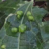 mite-cause leaf galls on Acanthus, Phytoseiidae, © Michael Plagens