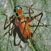 A katydid nymph, Tettigoniidae, Kenya, Africa, photo © Michael Plagens