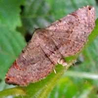 Pyralidae moth © Michael Plagens