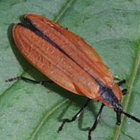 a large net-winged beetle, Lycidae, Kakamega, Kenya, photo © Michael Plagens