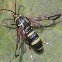 A Sesiidae wasp or clearwing moth from Kitale, Kenya, Africa, photo © Michael Plagens