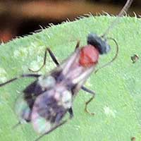 a Ichneumon Wasp, Ichneumonidae, © Michael Plagens