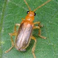 adult Leaf Beetle of a possible root-worm © Michael Plagens